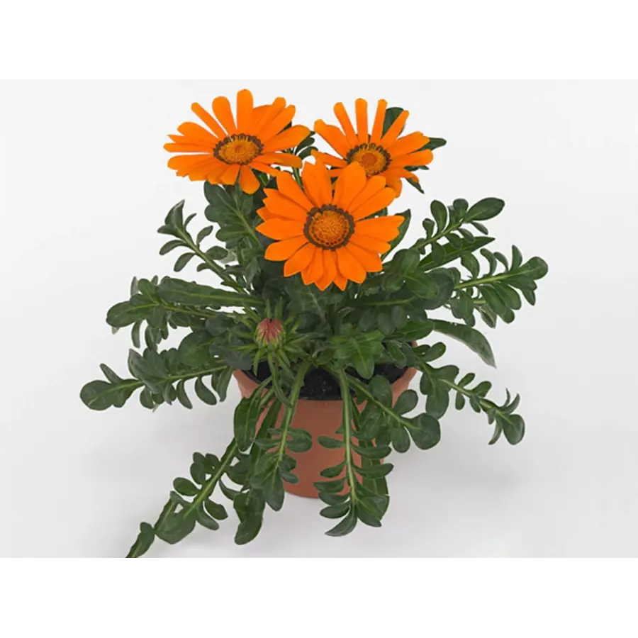 Gazania rigens 'Gazoo Clear Orange' | helder oranje bloemen | ca. 10-15 cm hoog | 10 cm pot | zonliefhebber voor terras en border