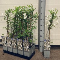 Exochorda (Exochorda racemosa 'Niagara') | Parelstruik | 70 cm hoog | In 11 cm pot | Rijkbloeiende heester