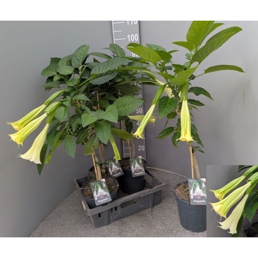 Brugmansia (engelentrompet) | 100 cm hoog | In 32 cm pot | Rijke bloei voor terras en tuin