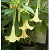Brugmansia | Engelentrompet | 100 cm hoog | 32 cm pot