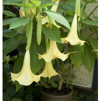 Brugmansia (engelentrompet) Datura aurea | 100 cm hoog | In 32 cm pot | Rijke bloei voor terras en tuin