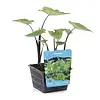 Colocasia Tea Cup | Thee Kop Taro | In 18CM Mand Kant en Klaar