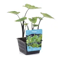 Colocasia Tea Cup | Thee Kop Taro | In 18CM Mand Kant en Klaar
