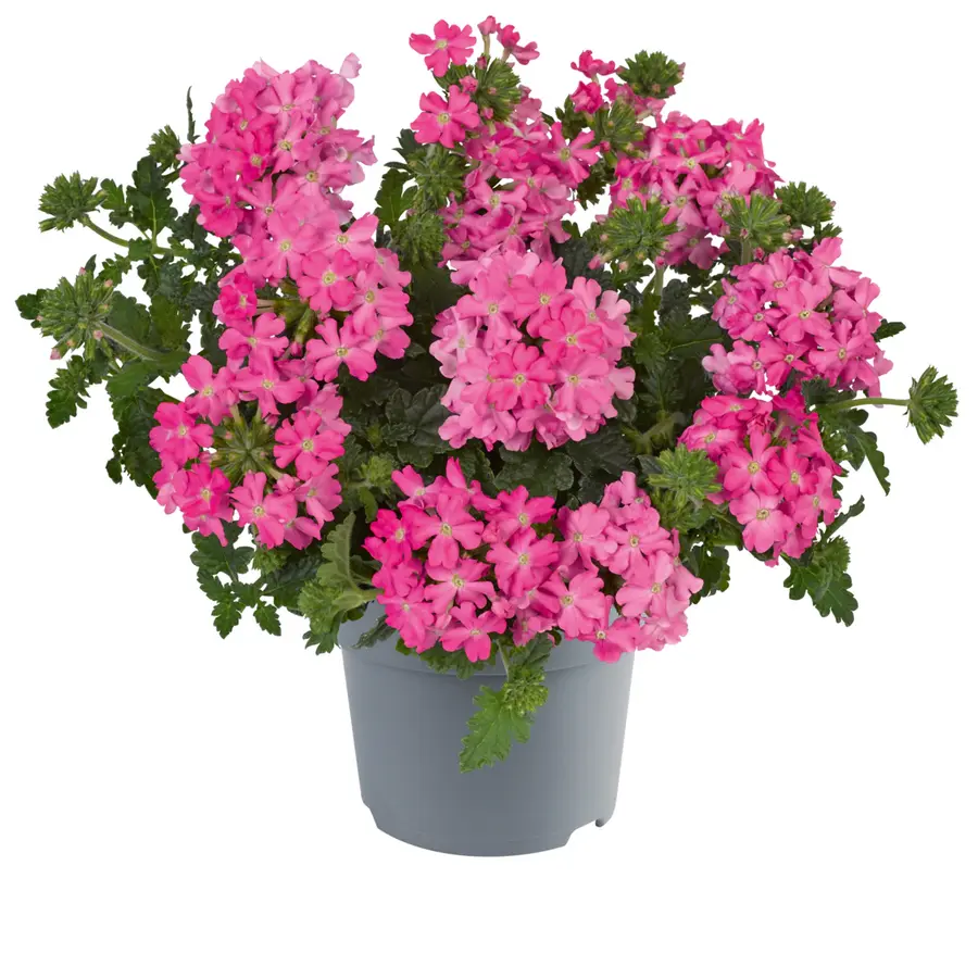 Tukana Scarlet Verbena (tuinverbena) | 10–20 cm hoog bij levering | 11 cm pot | mixkleuren voor pot, balkonbak en border | per stuk
