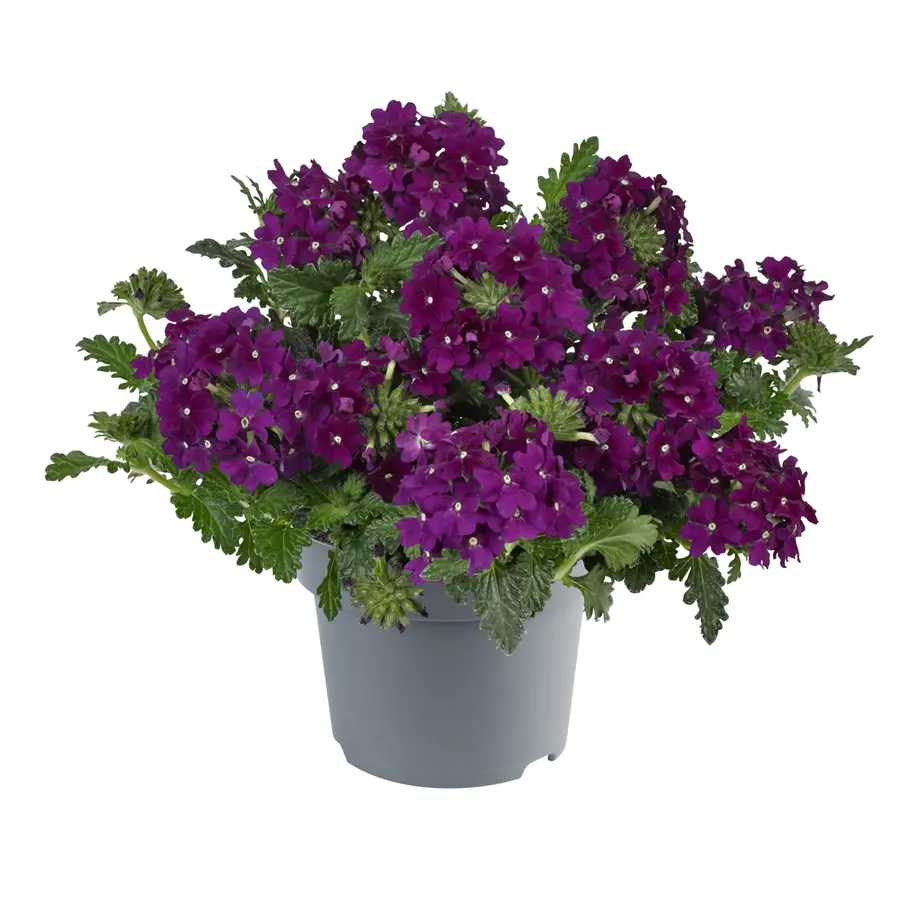 Tukana Scarlet Verbena (tuinverbena) | 10–20 cm hoog bij levering | 11 cm pot | mixkleuren voor pot, balkonbak en border | per stuk