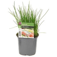 Bieslook (Allium schoenoprasum) | ca. 15 cm hoog | In 12 cm pot | Verse smaakmaker voor tuin en balkon