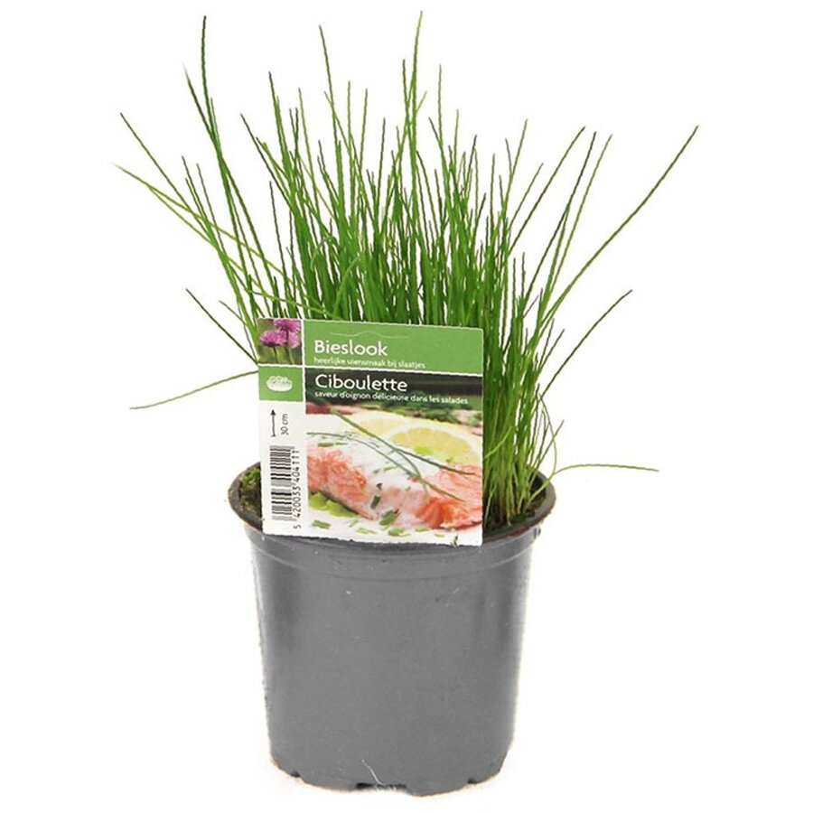 Bieslook (Allium schoenoprasum) | ca. 15 cm hoog | In 12 cm pot | Verse smaakmaker voor tuin en balkon