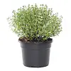 Tijm | 10 cm pot | ca. 10–15 cm hoog