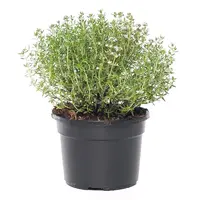 Tijm (Thymus vulgaris) | 10 cm pot | ca. 10–15 cm hoog | Geurig keukenkruid voor tuin, balkon en terras