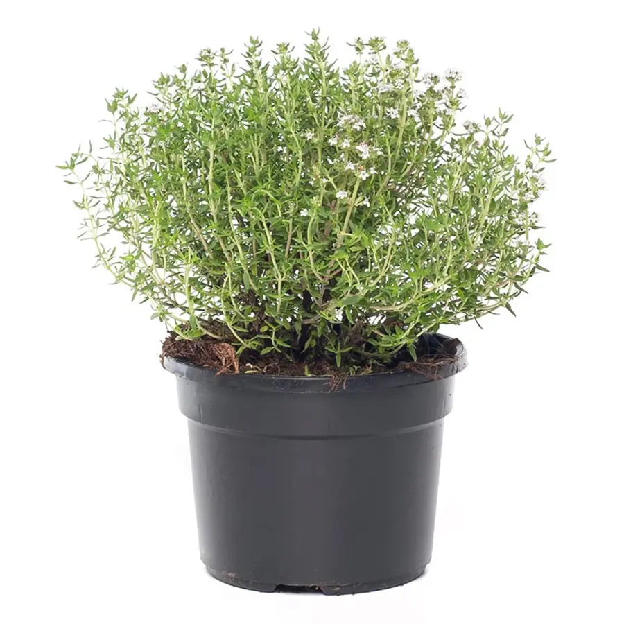Tijm (Thymus vulgaris) | 10 cm pot | ca. 10–15 cm hoog | Geurig keukenkruid voor tuin, balkon en terras