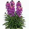 Erysimum linifolium Purple Glow | paars geel | 30 cm hoog | 12 cm pot
