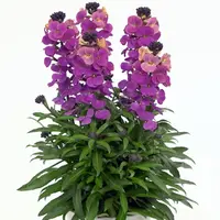 Erysimum linifolium ‘Purple Glow’ | paars geel bloeiend muurbloempje | 30 cm hoog bij levering | in 12 cm pot