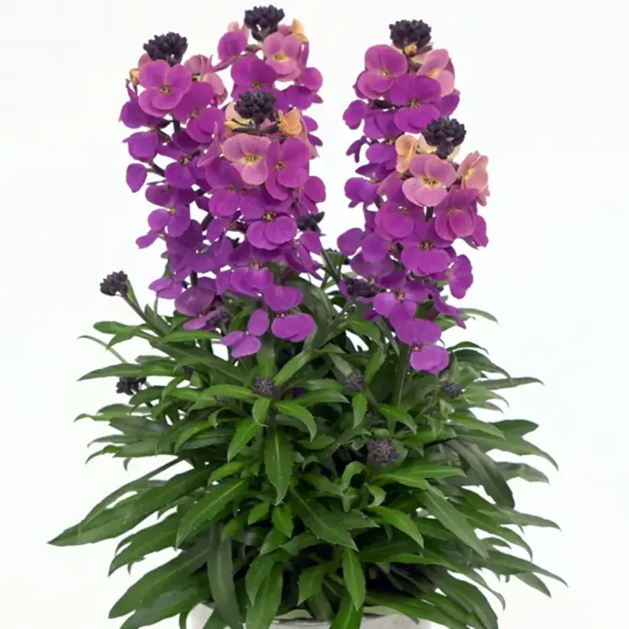 Erysimum linifolium ‘Purple Glow’ | paars geel bloeiend muurbloempje | 30 cm hoog bij levering | in 12 cm pot
