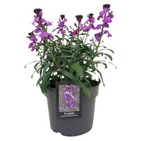 Erysimum ‘Bowles Mauve’ (muurbloem) | 28 cm hoog | In 13 cm pot | Langbloeiende vaste plant