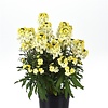 Erysimum 'Leya Lemon Glow' | 30 cm hoog | 13 cm pot