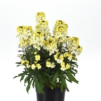 Erysimum 'Leya Lemon Glow' | Citroengele muurbloem | 30 cm hoog bij levering | 13 cm pot | Langbloeiend