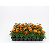 Tray Afrikaantjes | Tagetes | 32 stuks | ca. 5-10 cm hoog
