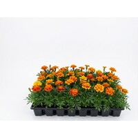 Tray Afrikaantjes (Tagetes) | 32 planten van de kweker | Mix kleuren | ca. 5-10 cm hoog bij levering