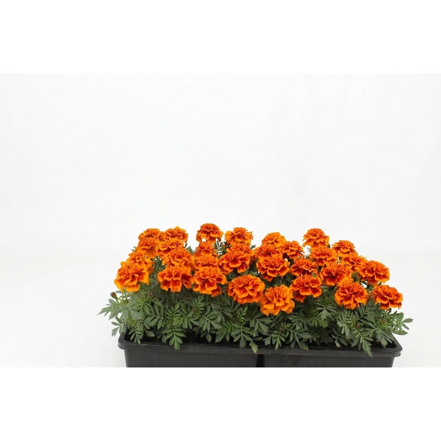 Tray Afrikaantjes (Tagetes) | 32 planten van de kweker | Mix kleuren | ca. 5-10 cm hoog bij levering