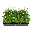 Chrysanthemum paludosum tray 32 stuks | wit | ca. 10–15 cm hoog