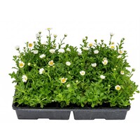 Chrysanthemum paludosum (wit) | tray van 32 stuks | ca. 10–15 cm hoog bij levering | compacte bloeier voor tuin en balkon