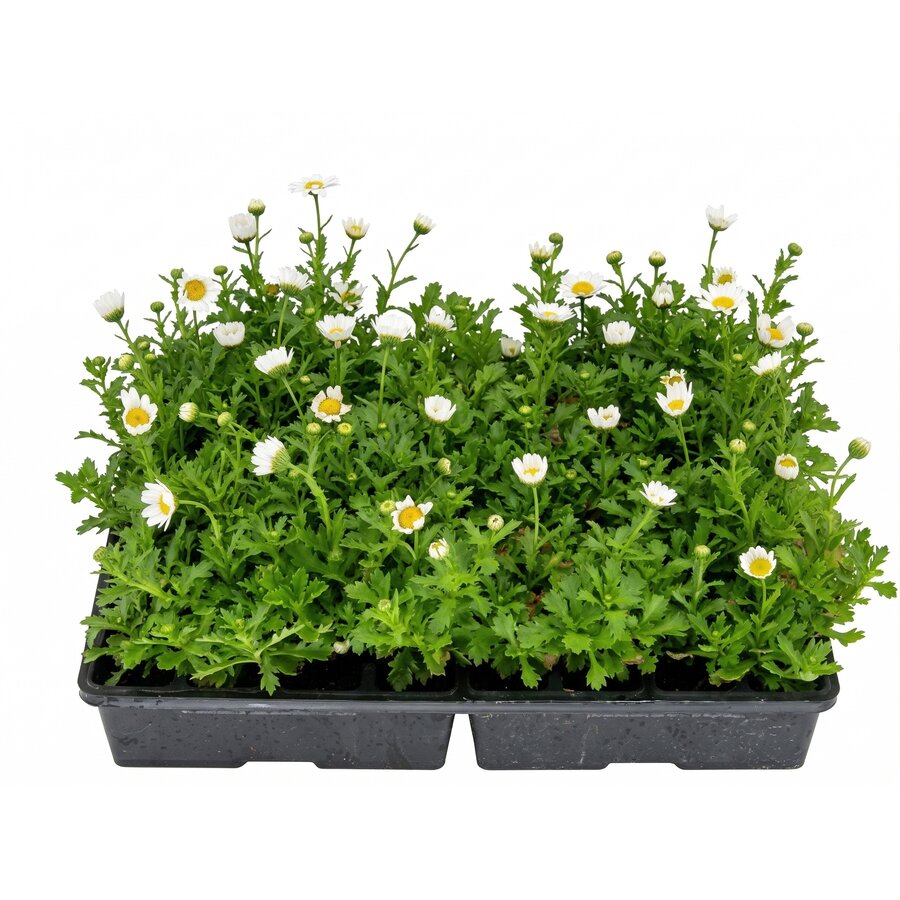 Chrysanthemum paludosum (wit) | tray van 32 stuks | ca. 10–15 cm hoog bij levering | compacte bloeier voor tuin en balkon