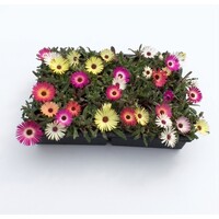Dorotheanthus (ijskruid | ijsbloem) alle kleuren | Tray 32 planten | 5–10 cm hoog | Zomerbloeier voor border en pot