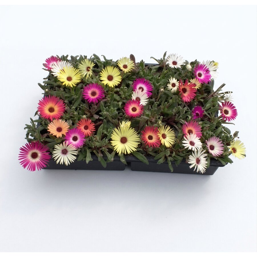 Dorotheanthus (ijskruid | ijsbloem) alle kleuren | Tray 32 planten | 5–10 cm hoog | Zomerbloeier voor border en pot