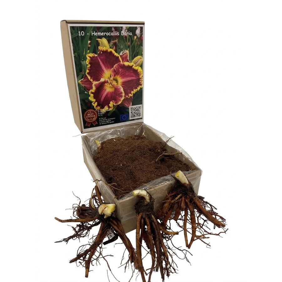 Hemerocallis ‘Bettylen’ (daglelie) | bloembol | paarsroze bloemen met lichte rand | per stuk