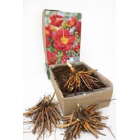 Hemerocallis 'Booby Ruby' (daglelie) | bloembol | verkoop per stuk | robijnrode bloei