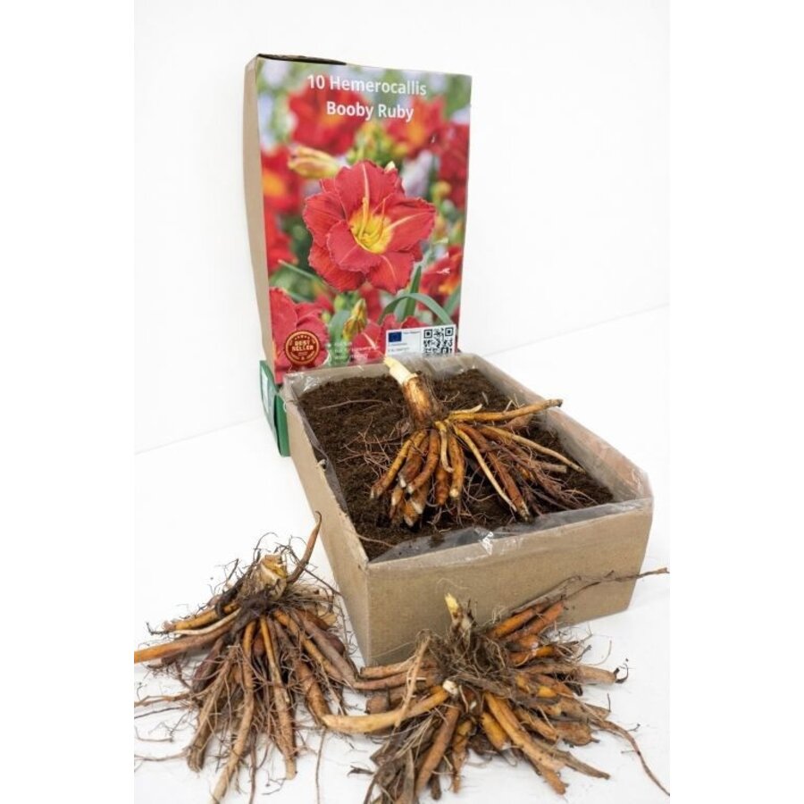 Hemerocallis 'Booby Ruby' (daglelie) | bloembol | verkoop per stuk | robijnrode bloei
