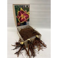 Hemerocallis ‘Daria’ (daglelie) | bloembol | levering als bol | per stuk | rijke bloei in zomer