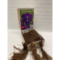 Iris ensata ‘Blueberry Pie’ | Japanse iris bloembol | per stuk | Grote zomerbloei voor vijverrand en vochtige border