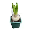 Hyacint (Hyacinthus orientalis) gemengde kleuren | 1 bol per pot | 7 cm pot