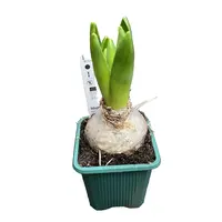Hyacint (Hyacinthus orientalis) gemengde kleuren | 1 bol per pot | In 7 cm pot | Voor tuin, balkon en terras