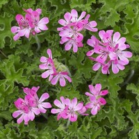 Pelargonium mixed odoriferous (geurende geranium) | 12 cm pot | ca. 20 cm hoog bij levering | kleur kan verschillen | per stuk