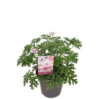 Pelargonium mixed odoriferous (geurende geranium) | 12 cm pot | ca. 20 cm hoog bij levering | kleur kan verschillen | per stuk