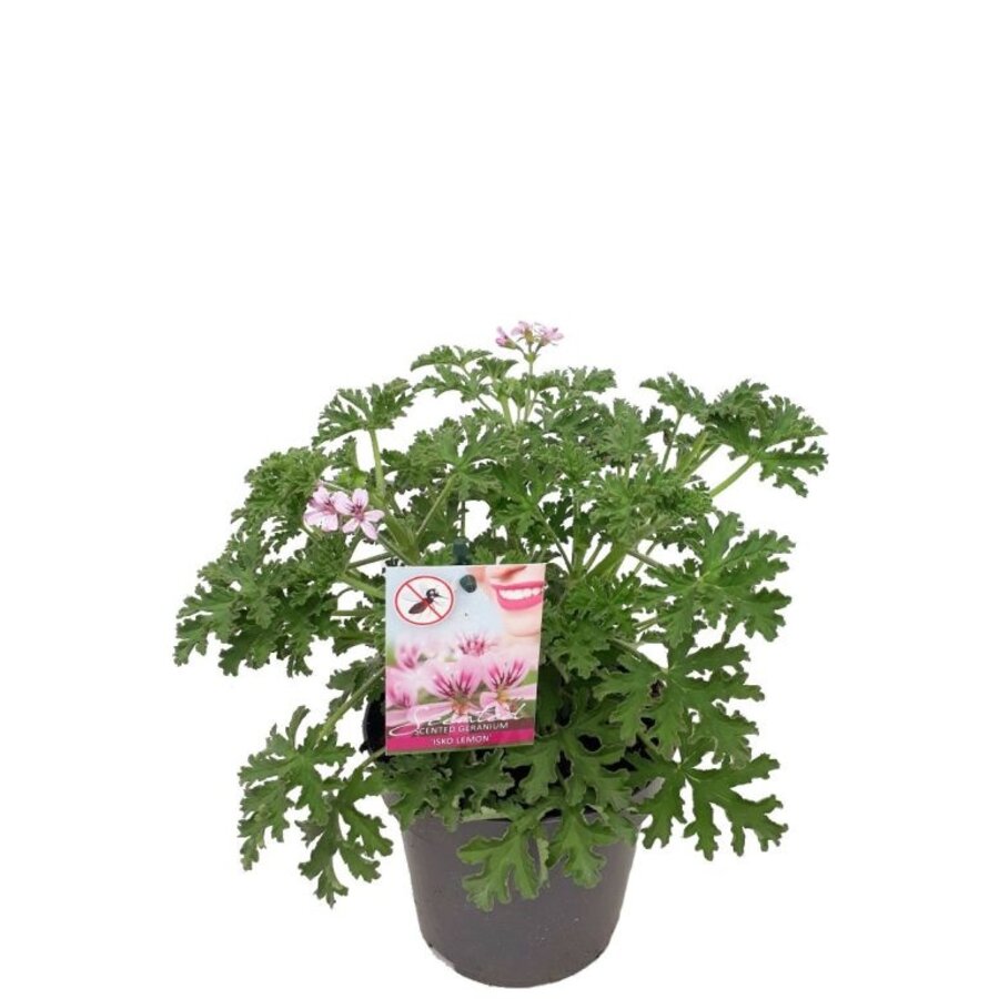 Pelargonium mixed odoriferous (geurende geranium) | 12 cm pot | ca. 20 cm hoog bij levering | kleur kan verschillen | per stuk