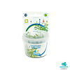 Sagittaria Subulata | In vitro cup