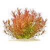 Rotala sp. Yao Yai | In vitro cup
