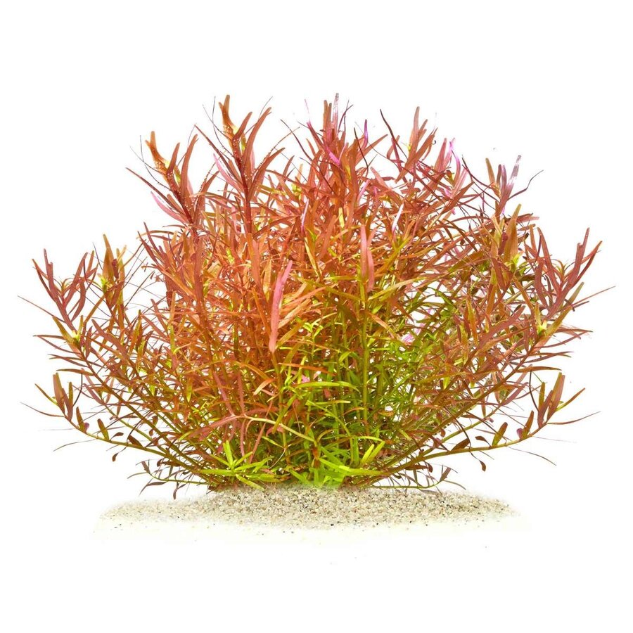 Rotala sp. Yao Yai | In vitro cup