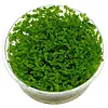 Bacopa Australis | In vitro cup