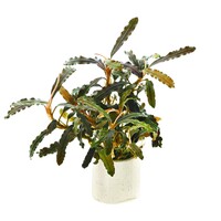 Bucephalandra Biblis | In vitro cup