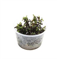 Bacopa Salzmanni | In vitro cup