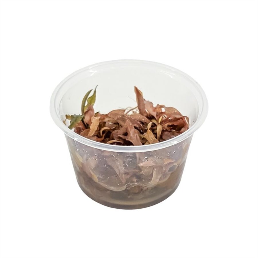 Cryptocoryne Wendtii Sindoor | In vitro cup