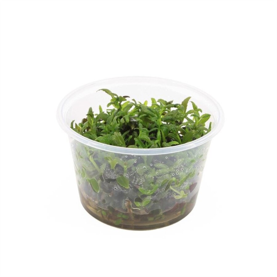 Limnophila Hippuridoides | In vitro cup