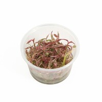 Hygrophila Lancea Chai | Invitro cup