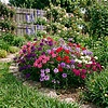 Tukana Scarlet Verbena | 11 cm pot | 10–20 cm hoog | gemixte kleuren | per stuk