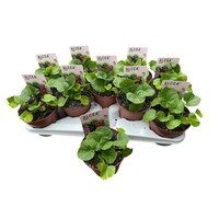 Alcea rosea (stokroos) gemengde kleuren | 13 cm pot | ca. 25–35 cm hoog | Kleurrijke borderklassieker