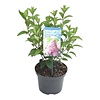 Hydrangea paniculata | Pluimhortensia | 40 cm hoog | 17 cm pot